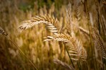 Tares and Wheat - 101 Blog