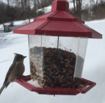 Titmouse on birdfeeder